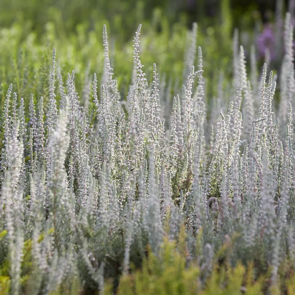 Bruyère d'été Silver Knight Calluna vulgaris Silver Knight