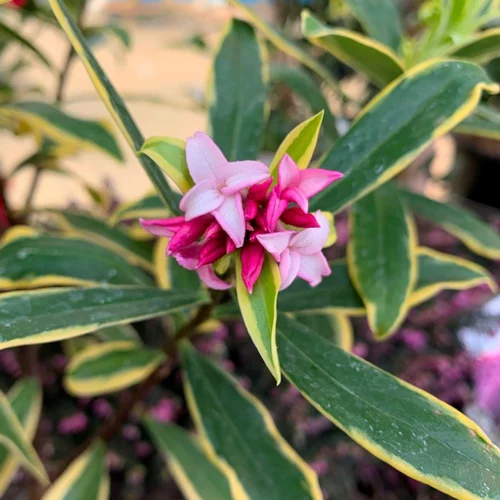 Daphne Odora Aureomarginata 30/40. Le pot de 2 litres
