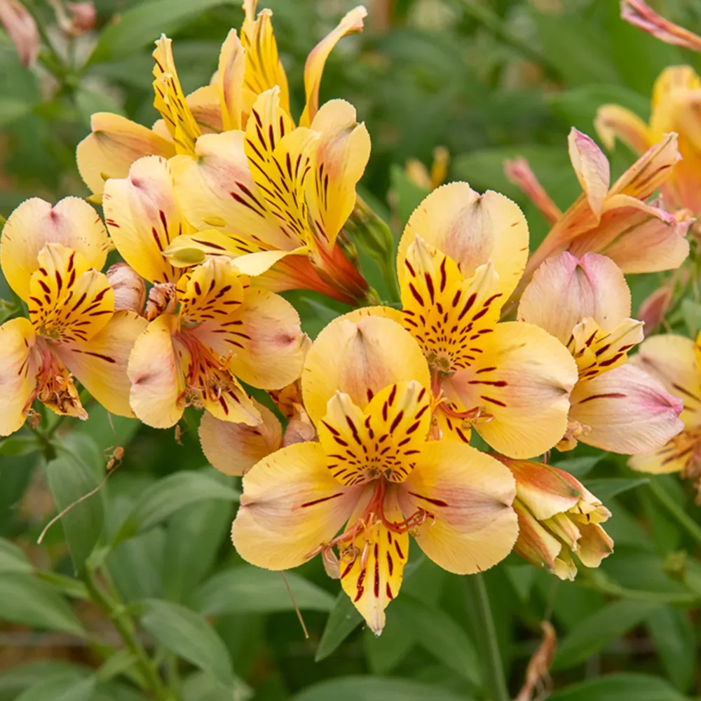 Lys des Incas - Alstroémère Majestic Layon Alstroemeria Majestic Layon