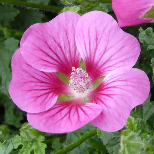 Anisodontéa (Mauve du Cap) à fleurs roses - Le pot de 2,5 litres