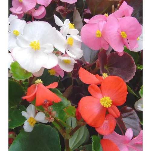Bégonia Semperflorens à fleurs multicolores - Le pot Ø 13 cm