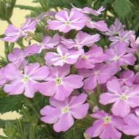 Verveine retombante - Le pot de 10.5 cm