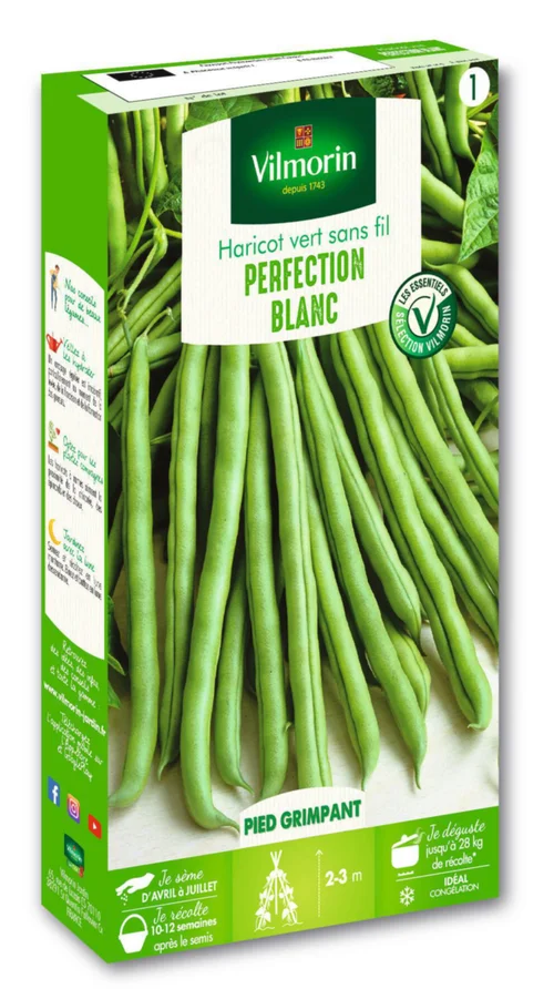 Haricot vert grimpant Blanc de Juillet Vilmorin - graines à semer