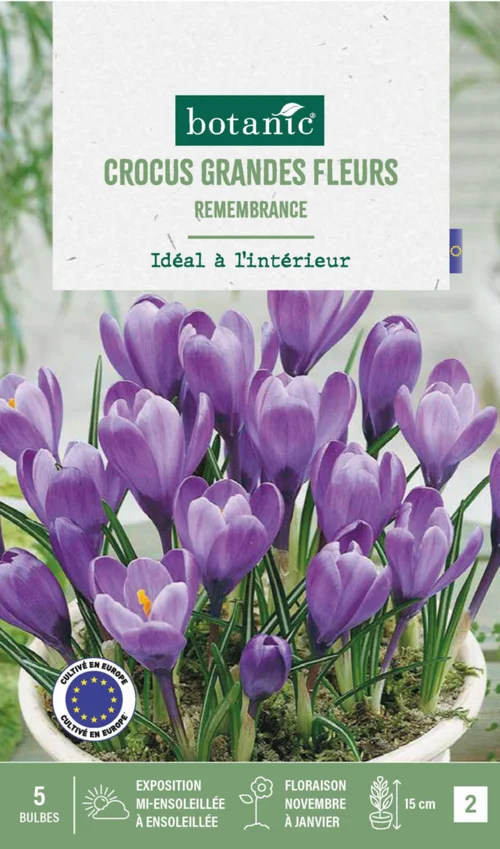 Crocus intérieur Remembrance en mélange botanic® - 5 bulbes