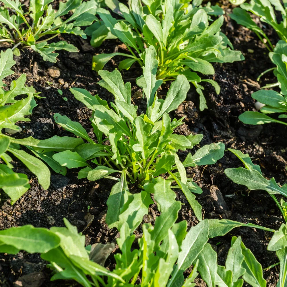 Roquette cultivée Bio Eruca sativa
