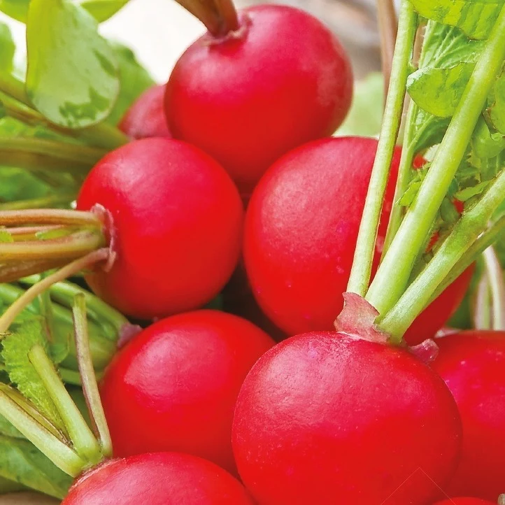 Radis rond Raxe Bio Raphanus sativus raxe