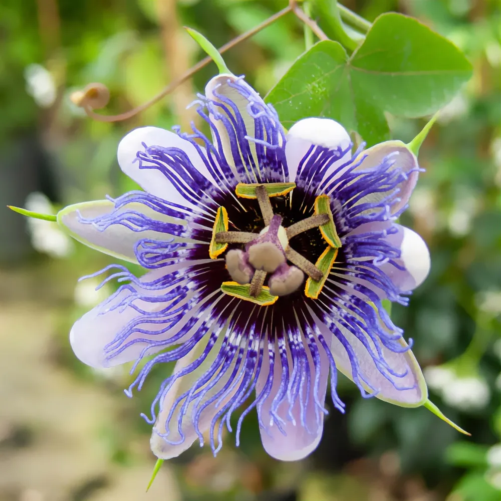 Passiflore Purple rain Passiflora purple rain