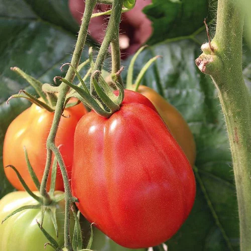 Tomate Côtelee Corazon bio. Le pot de 9 x 9 cm
