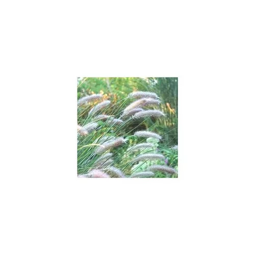 Pennisetum Alopecuroides Hameln - Le pot de 7 litres