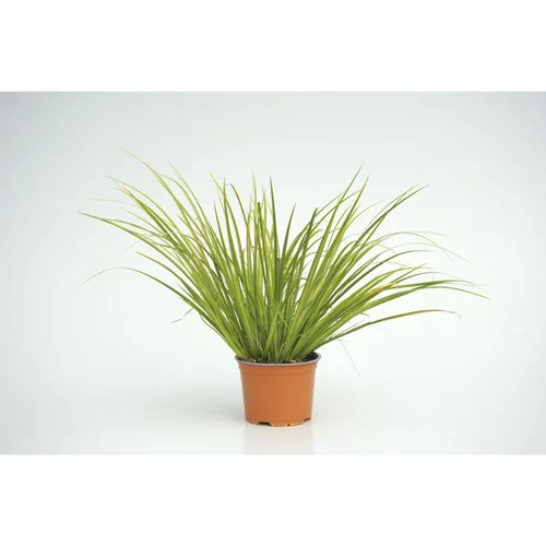 Acorus Gramineus Ogon - Le pot diam 12 cm