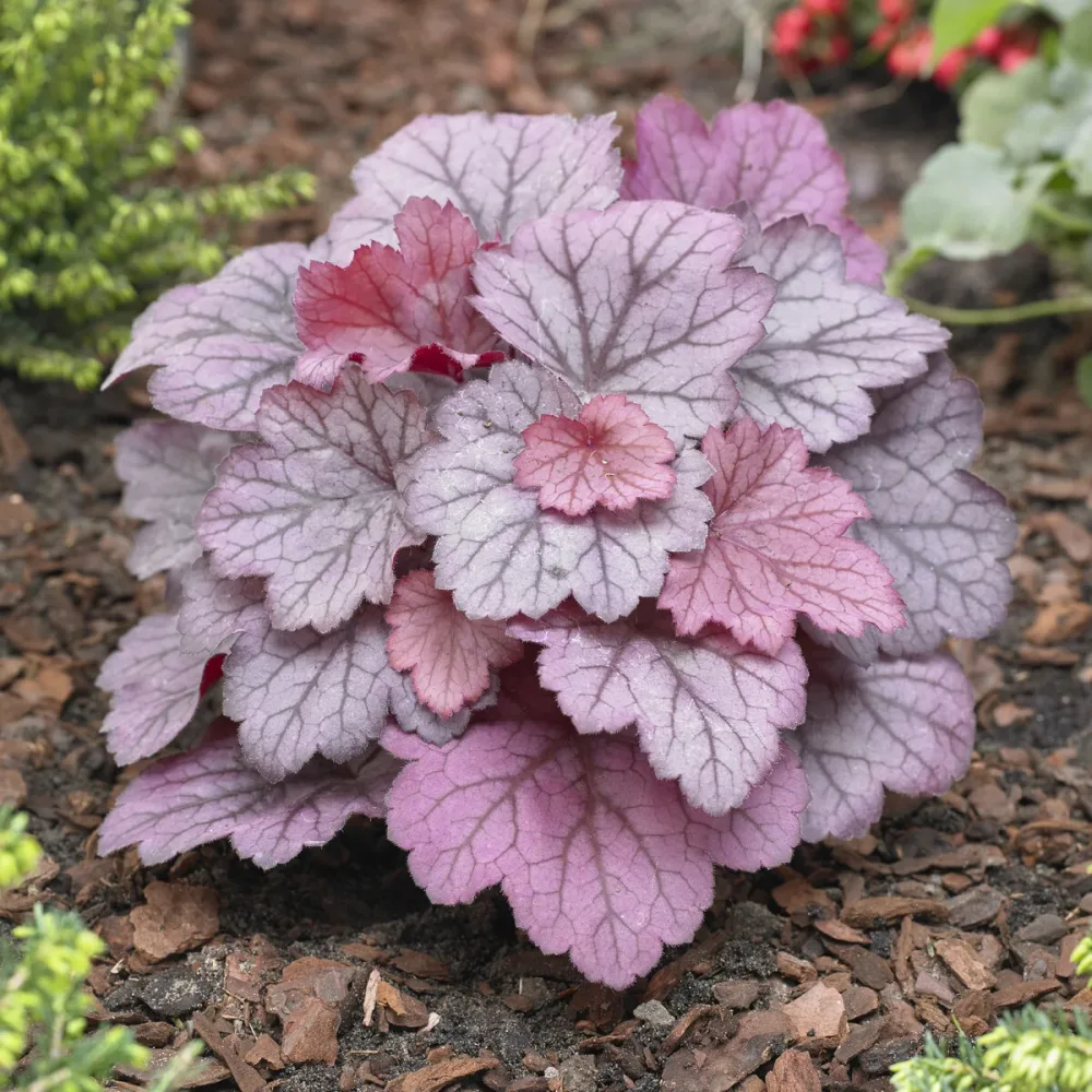 Heuchère Georgia Plum Heuchera georgia plum