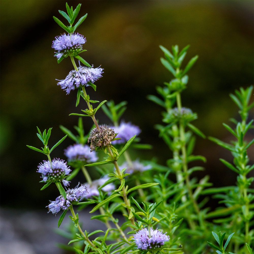 Menthe des cerfs Mentha cervina