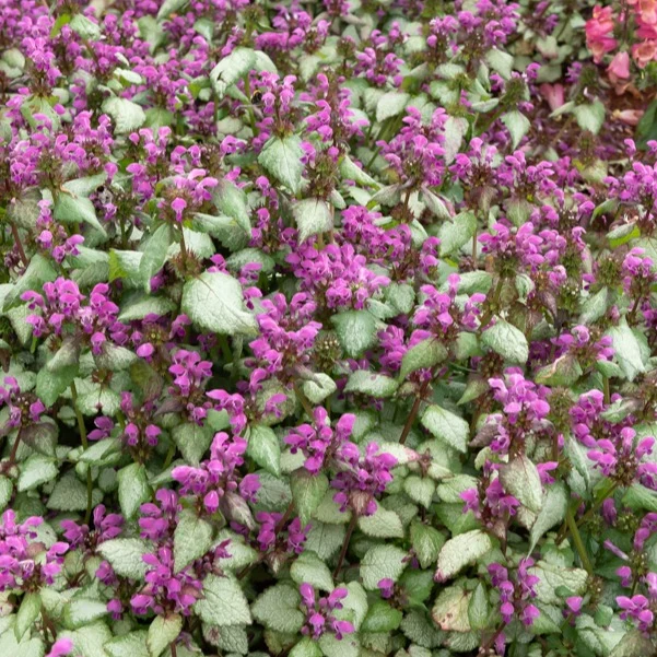 Lamier argenté Lamium maculatum Beacon Silver