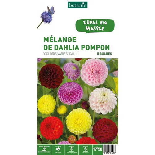 Mélange dahlia Pompom botanic® - 5 bulbes
