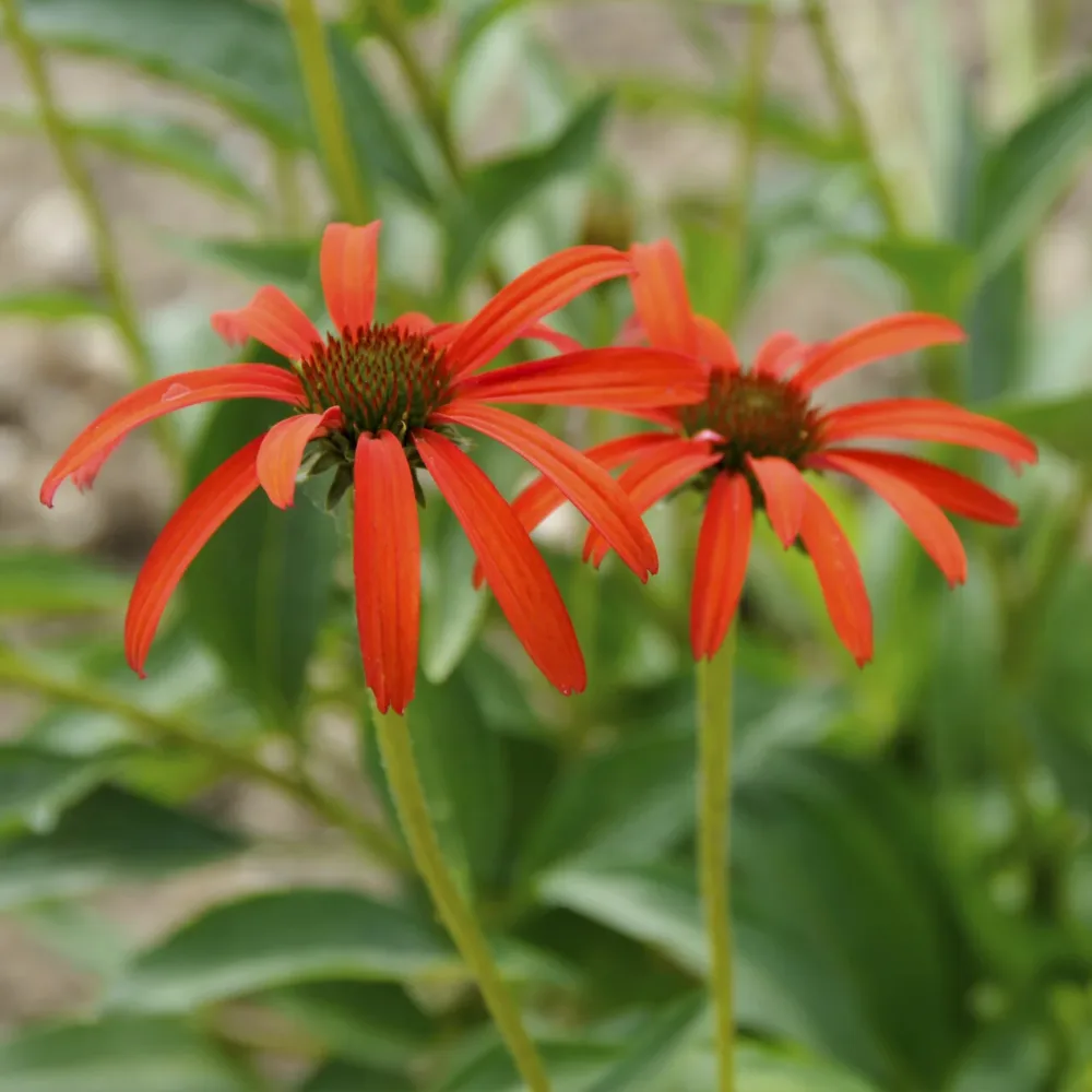 Echinacée pourpre Tomato Soup Echinacea purpurea Tomato Soup