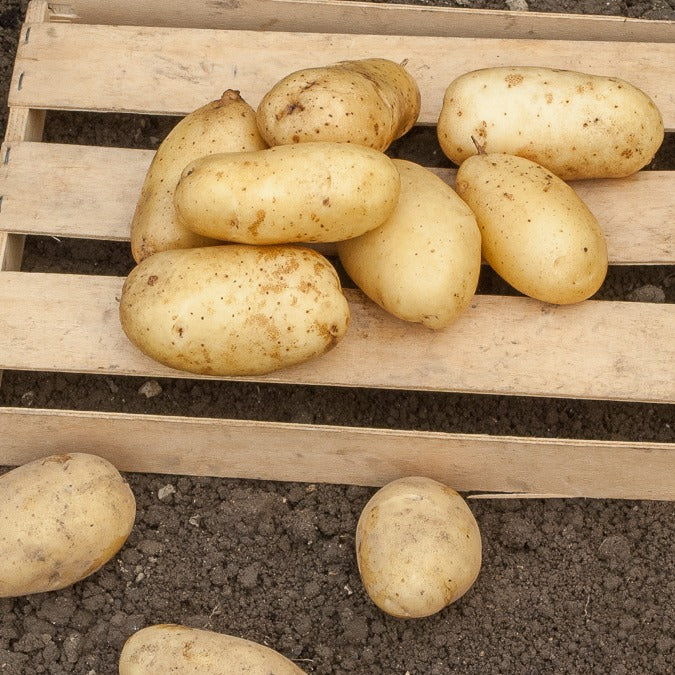 25 Pommes de terre Sirtema - Primeurs Solanum tuberosum sirtema
