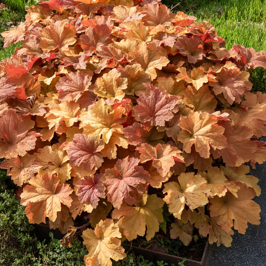 Heuchère Caramel Heuchera caramel