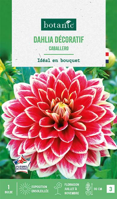 Bulbe de fleurs Dalhia décoratif Caballero botanic® - 1 bulbe