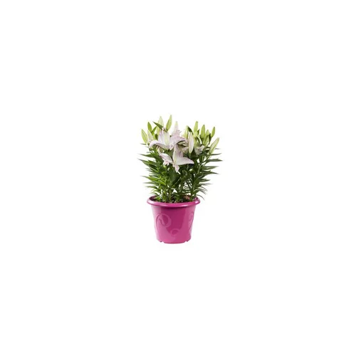 Lys. Le pot de Ø 21 cm