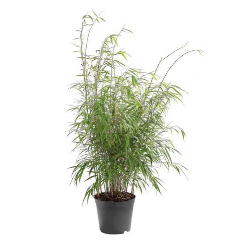 Bambou Asian Wonder en pot de 10 litres