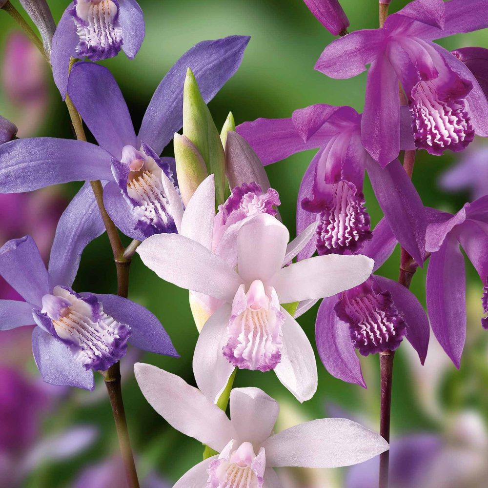 3 Orchidées Jacinthes en mélange Bletilla kuchibeni, blue dragon, striata