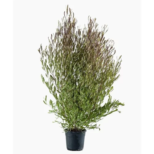 Dodonea Viscosa Purpurea en pot de 9 L rouge