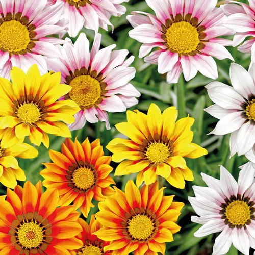 Gazanie ou Gazania à fleurs multicolores - Le pot Ø 10,5 cm