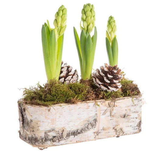 Composition de Noël 3 jacinthes multicolore jardinière bouleau
