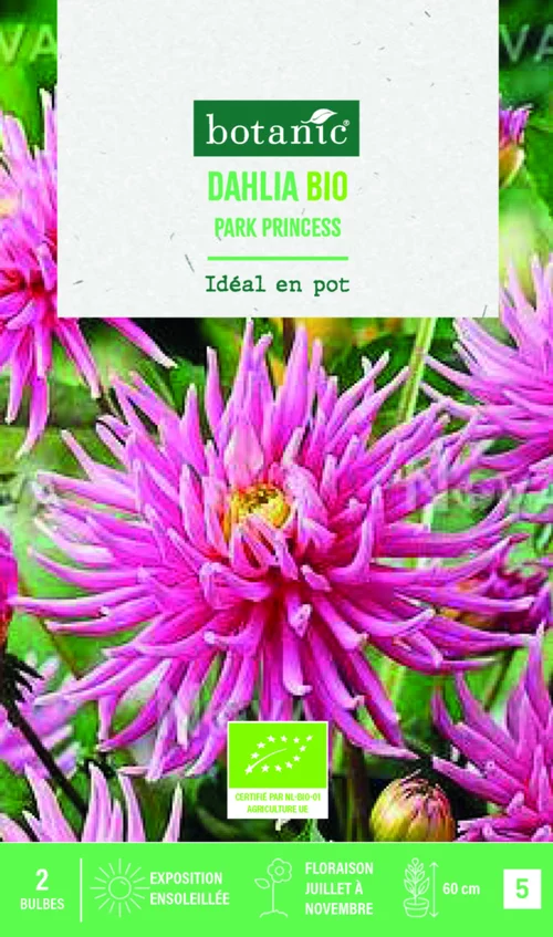 Bulbes de fleurs Dahlia semi cactus nain Park Princess bio botanic® - 2 bulbes