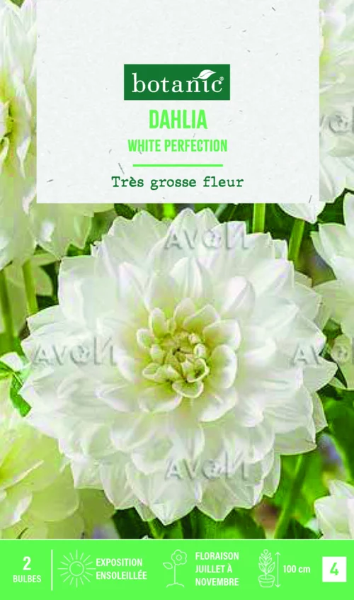 Bulbes de fleurs Dahlia décoratif White Perfection botanic® - 2 bulbes