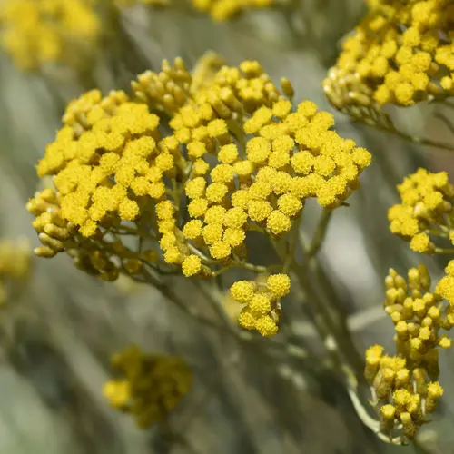 Immortelle d’Italie botanic® jaune. Le pot de 9 x 9 cm