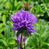 Campanula Glomerata - Le pot de 1 litre