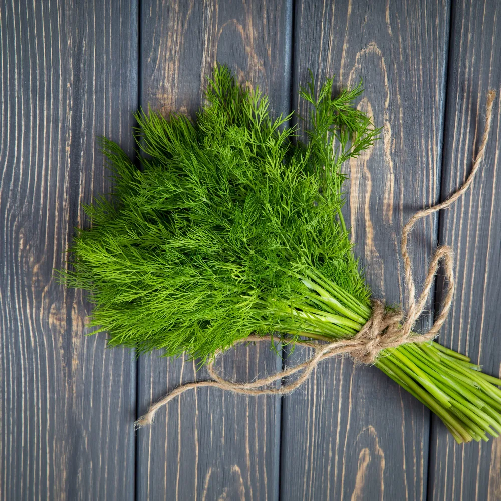 Aneth Bouquet Anethum graveolens bouquet