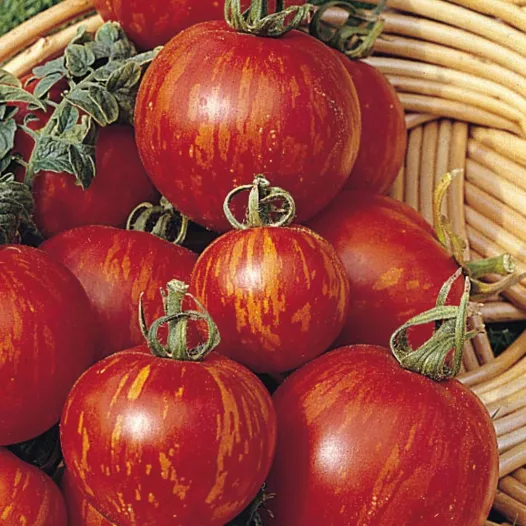Tomate Tigerella | Semences bio et reproductibles