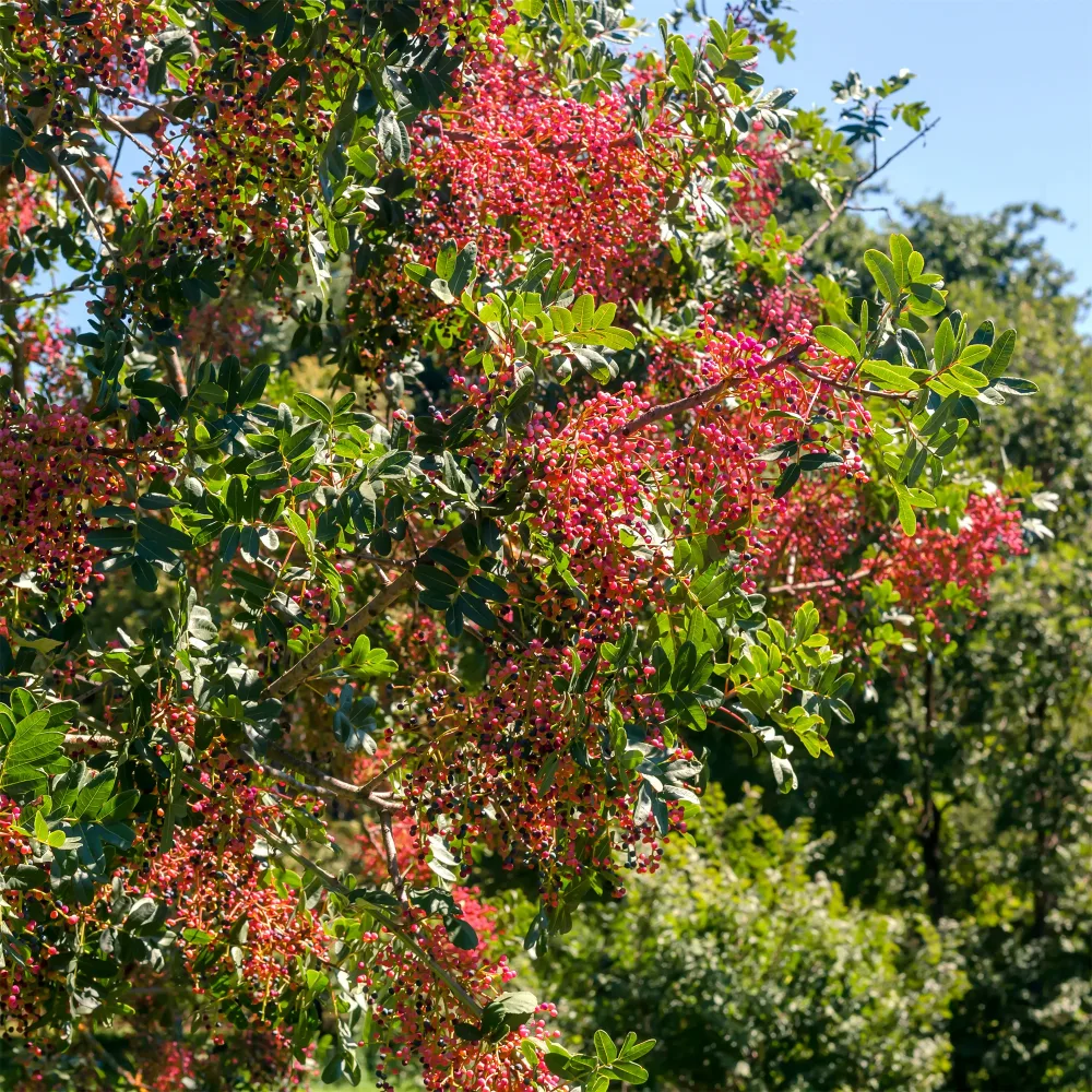 Pistachier térébinthe Pistacia terebinthus