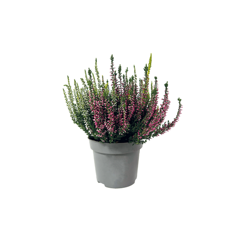 BRUYÈRE BICOLORE - POT ∅9CM