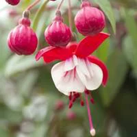 Fuchsia érigé à fleurs multicolores. Le pot de 2,5 litres