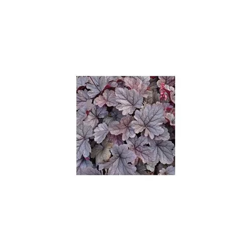 Heuchera Forever - Le pot diam 12 cm