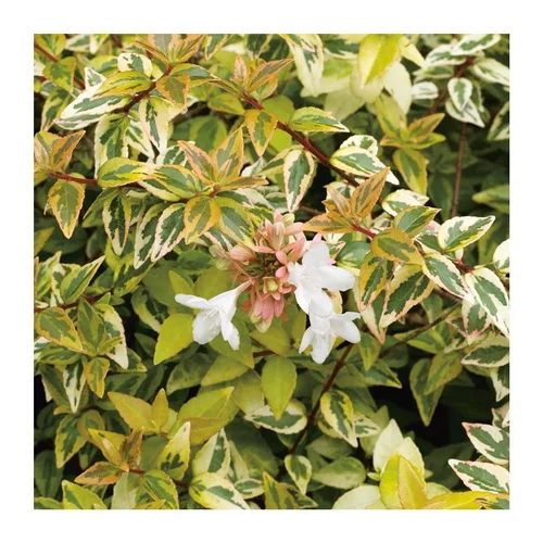 Abélia Grandiflora Kaleidoscope 50/60. Le pot de 10 litres