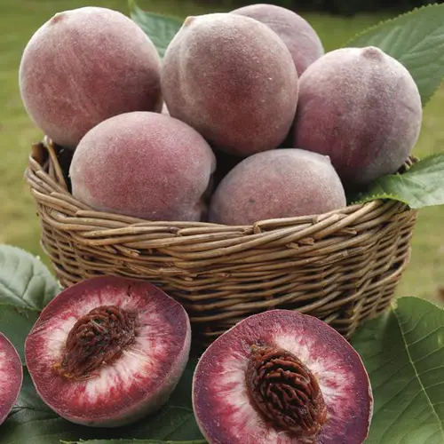Pecher Sanguine. Le pot de 7,5 litres