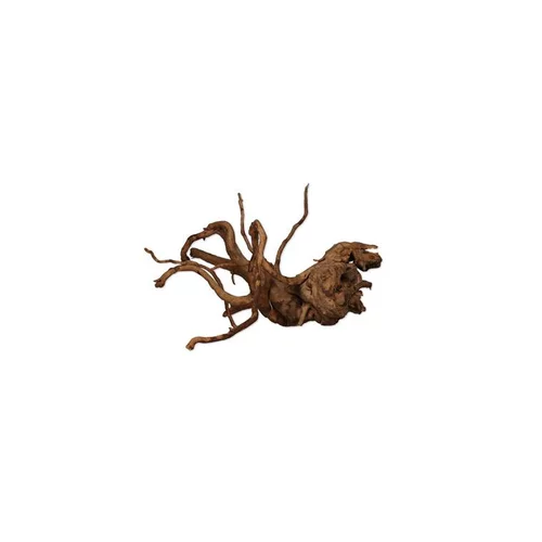 Vigne araignée rare rouge taille XS 10 x 15 cm