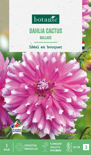 Bulbe de fleurs Dalhia cactus Ballade botanic® - 1 bulbe