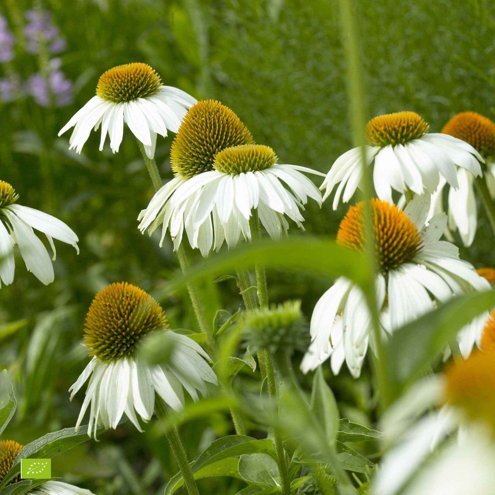 Echinacée pourpre Alba Echinacea purpurea alba