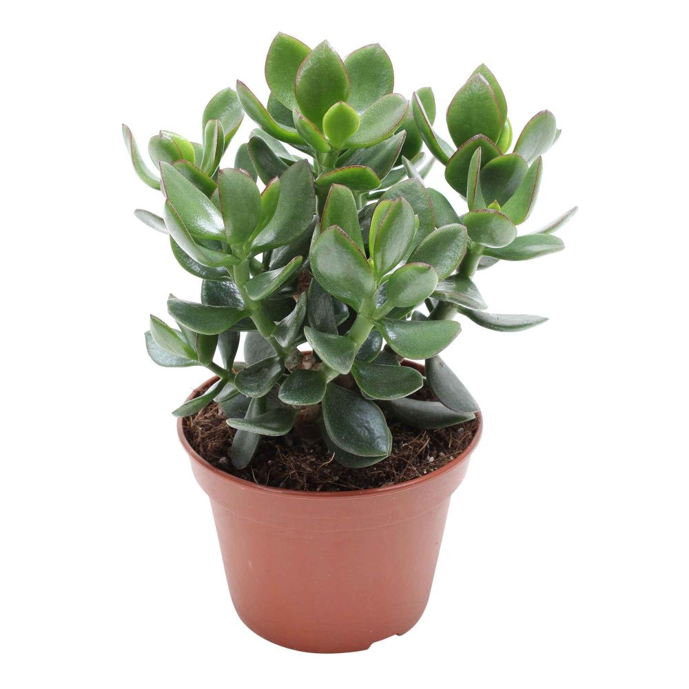 Crassula ovata Hulk Crassula ovata Hulk