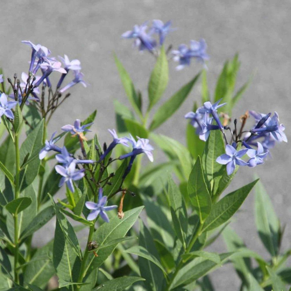 Amsonie Blue Ice Amsonia blue ice