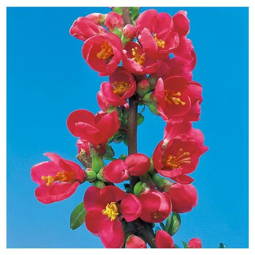 Cognassier du Japon - pot 7,5 L