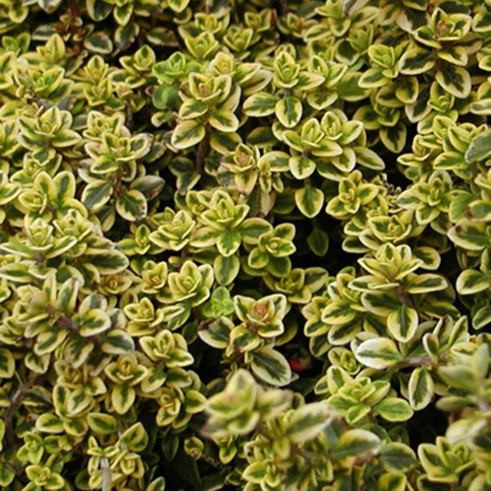 Thym citron doré Thymus citriodorus aureus
