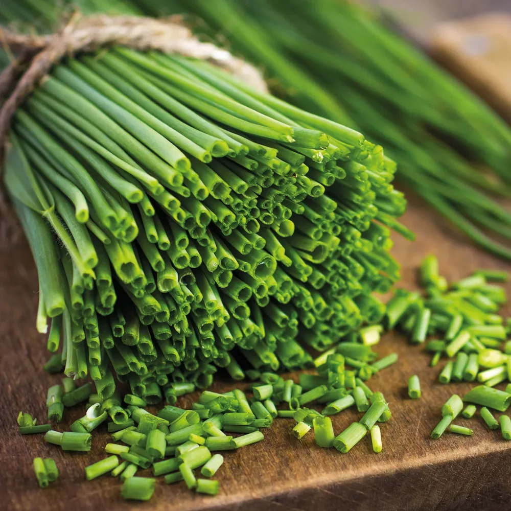 Ciboulette Commune Allium schoenoprasum
