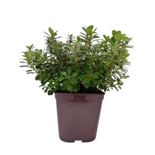 Escallonia en pot de 3 L vert