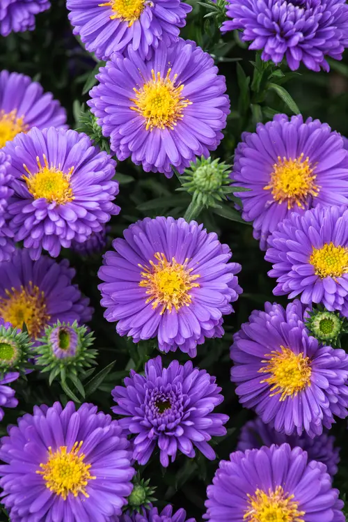 Aster nain AZURIT - Le pot de 2 litres